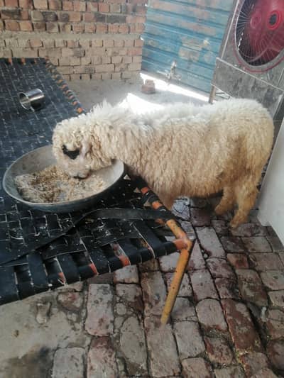 chatra for qurbani age 6 month
