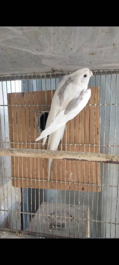 Eno V. pide Male