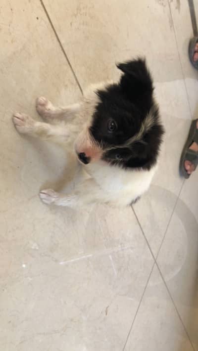 Belgian shepherd  for sale