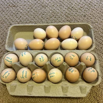 white o shamo swing split eggs available urgent sale