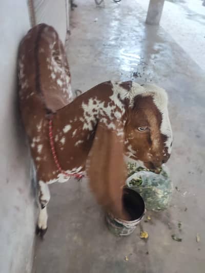bakra
