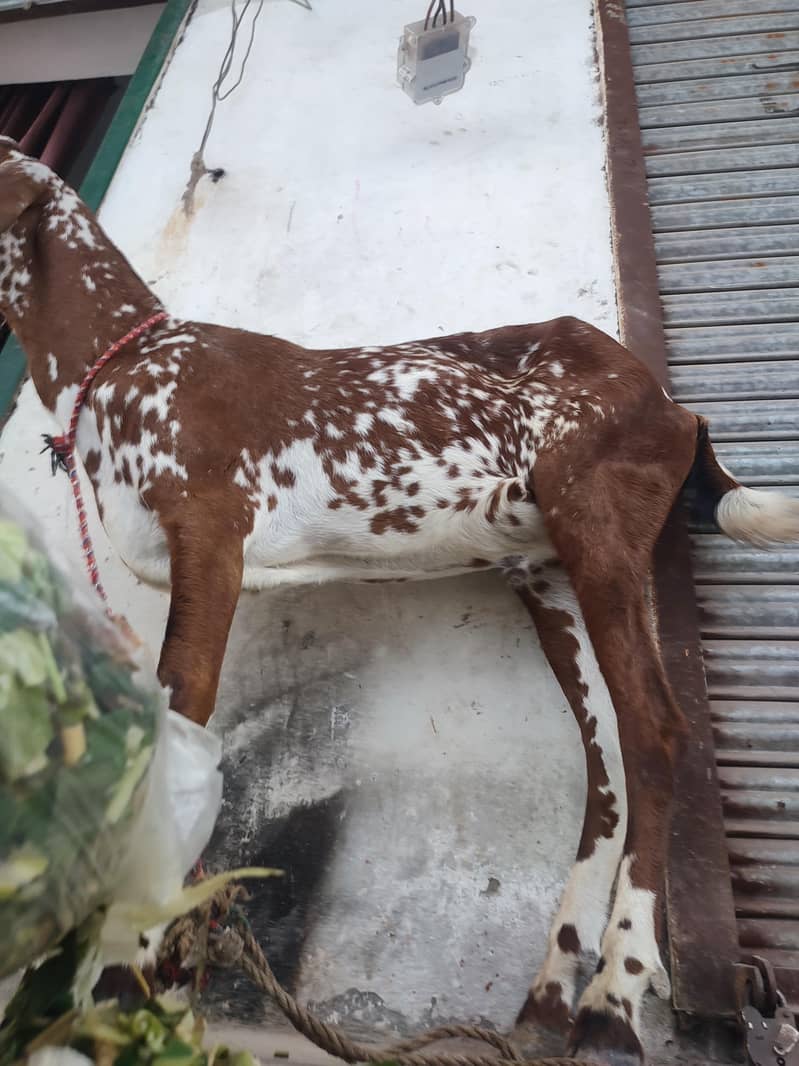 bakra 1
