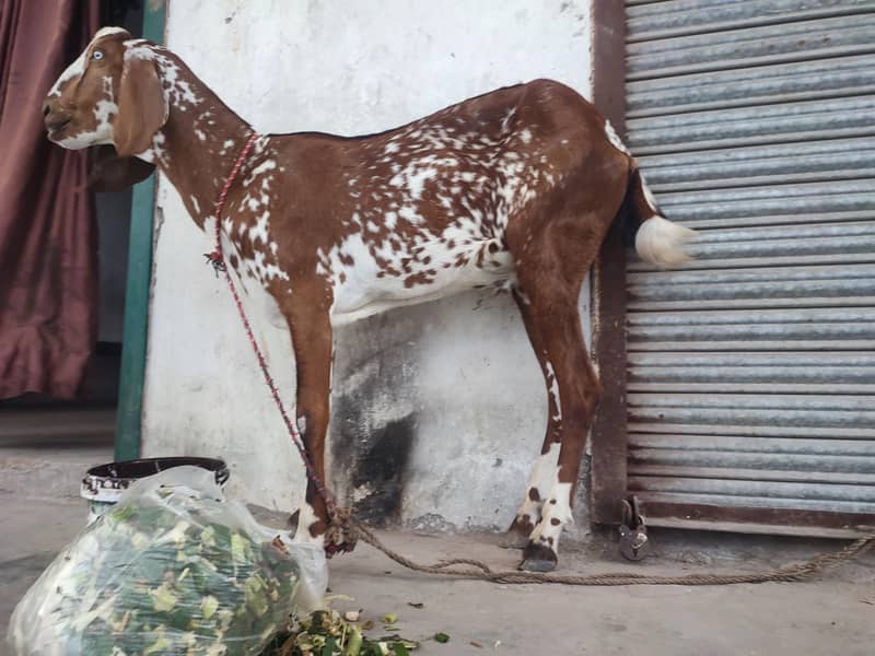 bakra 2
