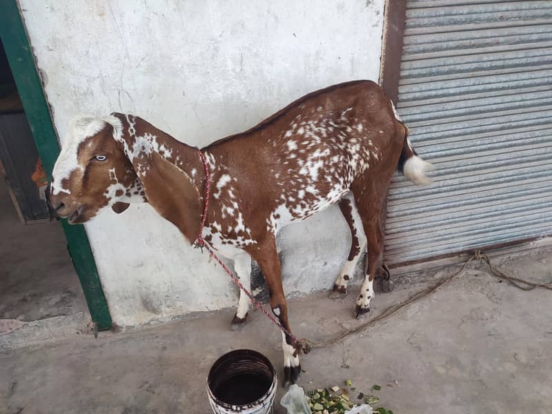 bakra 3