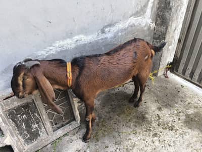 Desi Bakra for sale