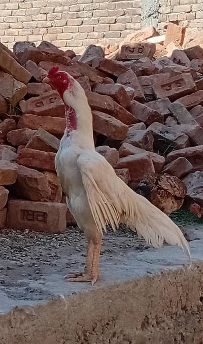 Aseel white murga