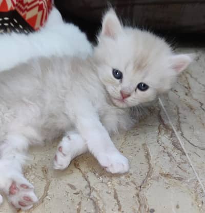 Persian kitten along with cat mother and father