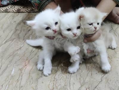 Persian kitten along with cat mother and father