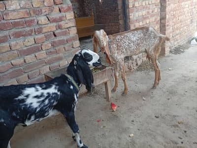 03027739693makhi cheni bakri with 4 month baby