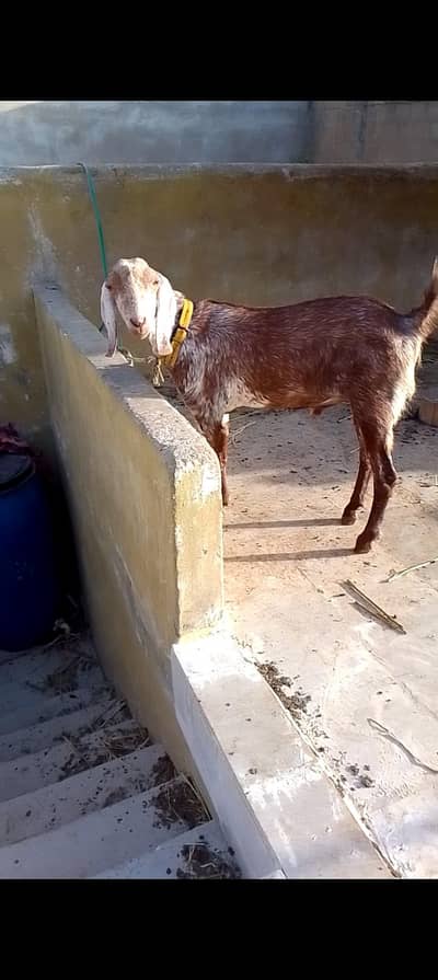 khassi 03102793323