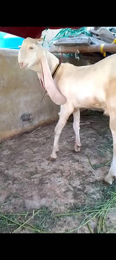 khassi 03102793323
