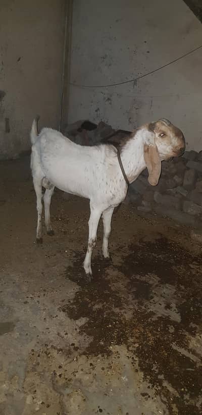 makhi cheena