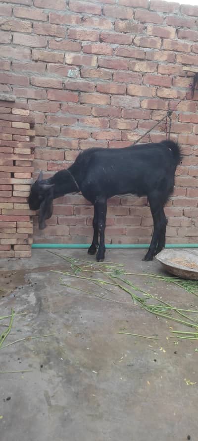 قربانی کے لئے بکرا دستیاب ہے