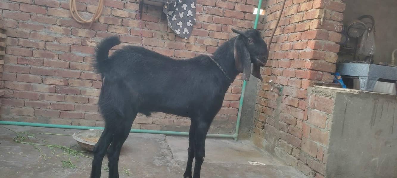 قربانی کے لئے بکرا دستیاب ہے 3