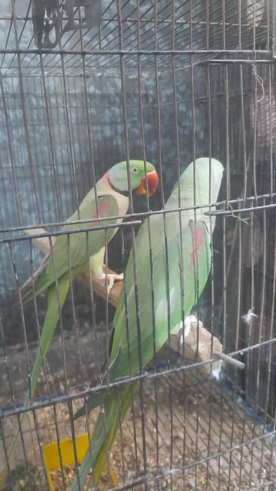 sun conure breeder pair