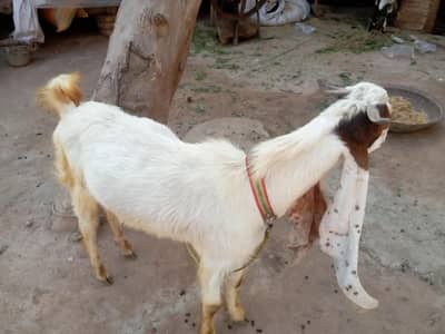 Bakra for sale Qurban and breeder 03232988089