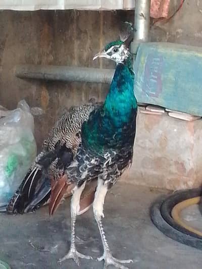 Peacocks 1male