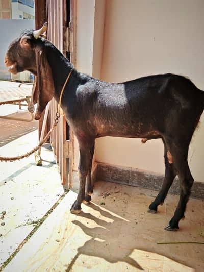 2 dant Black Beautiful Goat Kamori
