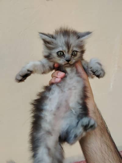 Persian kittens pair