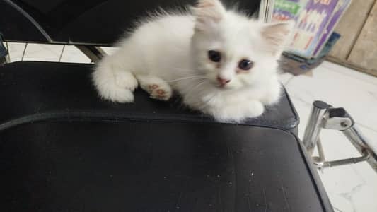 percian cat