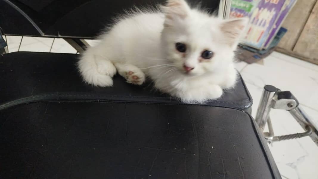 percian cat 0