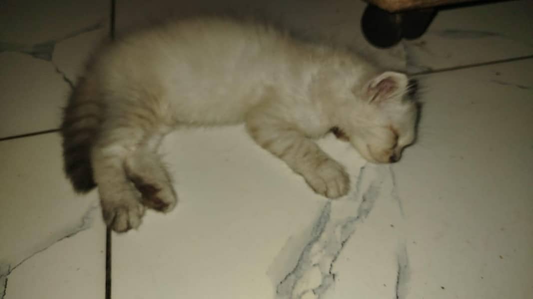 percian cat 1
