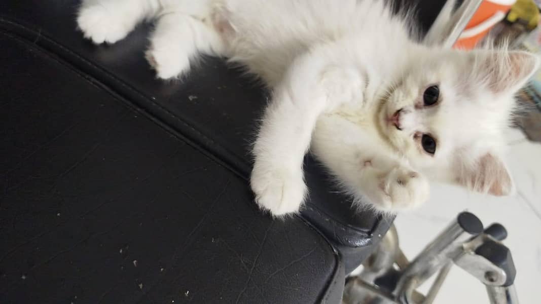 percian cat 2