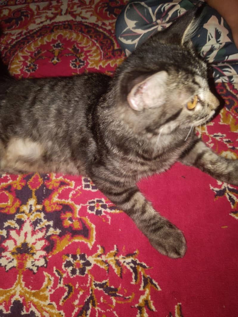 Persian cat 1