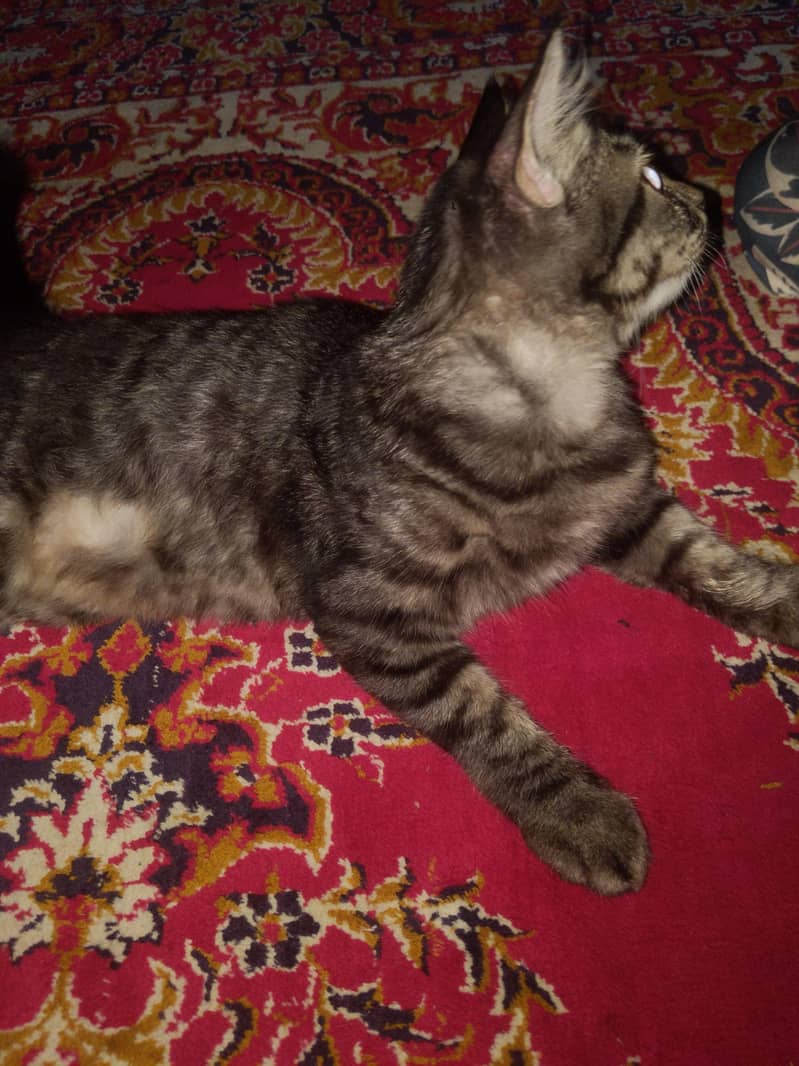 Persian cat 2