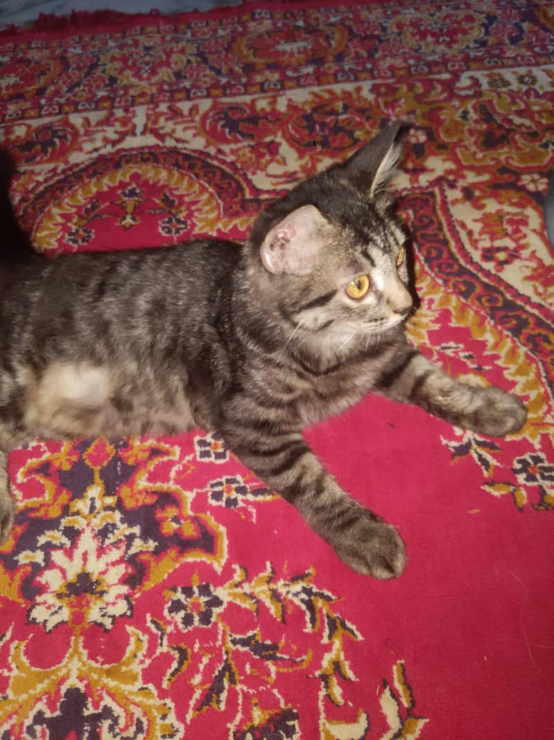 Persian cat 3