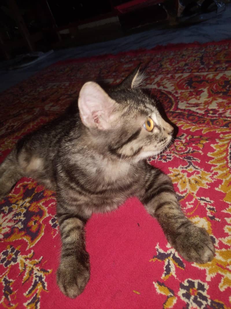 Persian cat 4