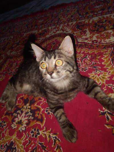 Persian cat