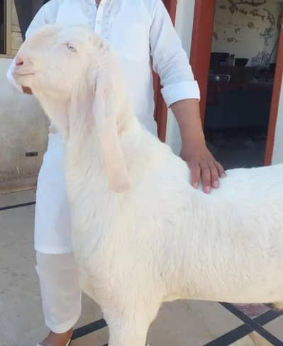 Rajan Puri Bakra sale for Qurbani