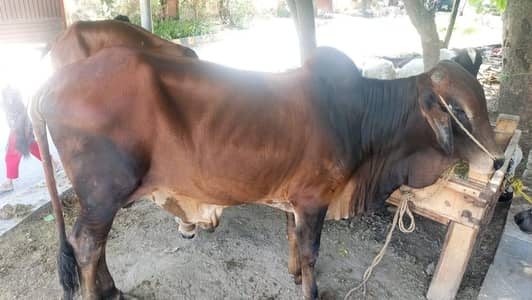 Qurbani Qasai