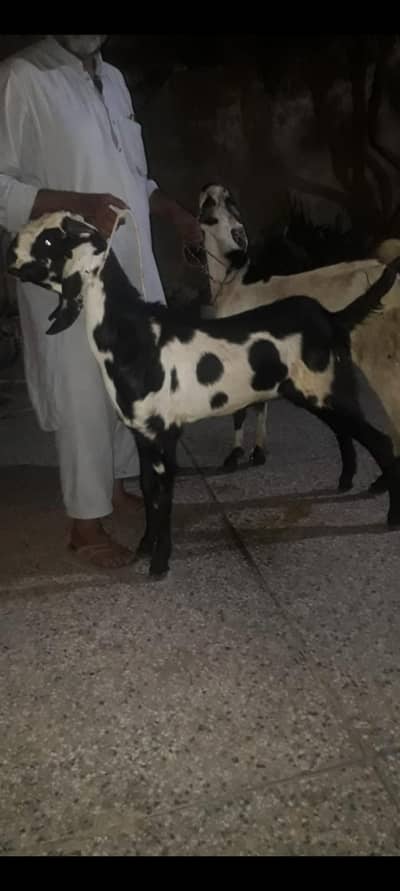 Bakra For Qurbani Sale