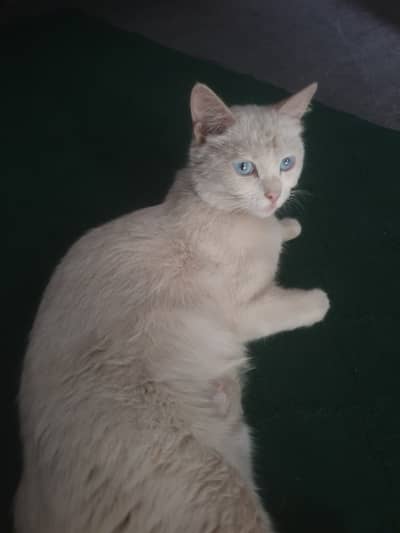 Parsan cat