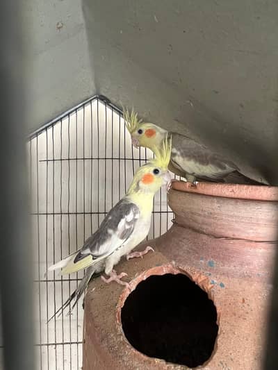 Pied Cocktail Pathy for sell