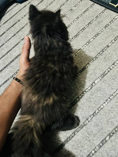 black with golden shades long coat