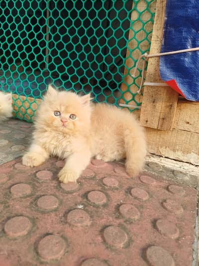 Persian beautiful  cat and kittens WhatsApp Number 03265641968