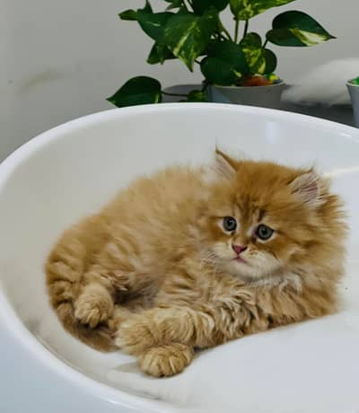 Persian beautiful  cat and kittens WhatsApp Number 03265641968