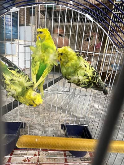 Double Flower Hogoromo Males for sell