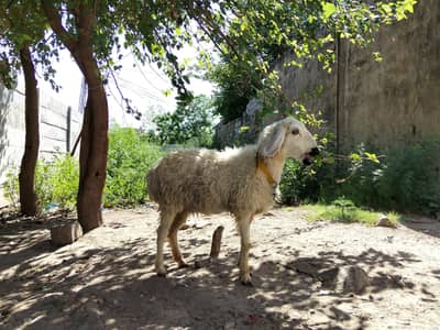 sheep