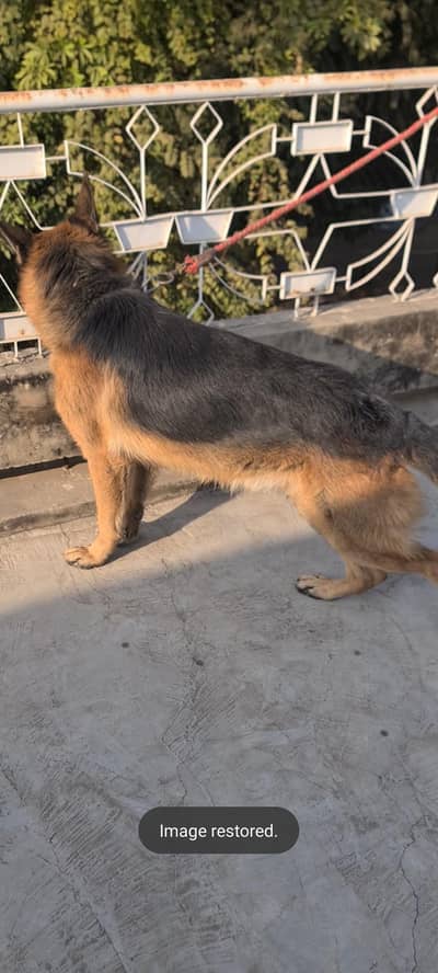 German shepherd  double single coat