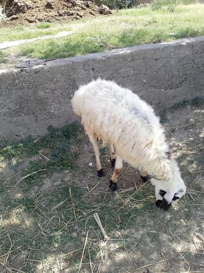 Sheep