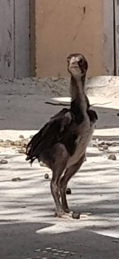 mushki madi with strong active male kid