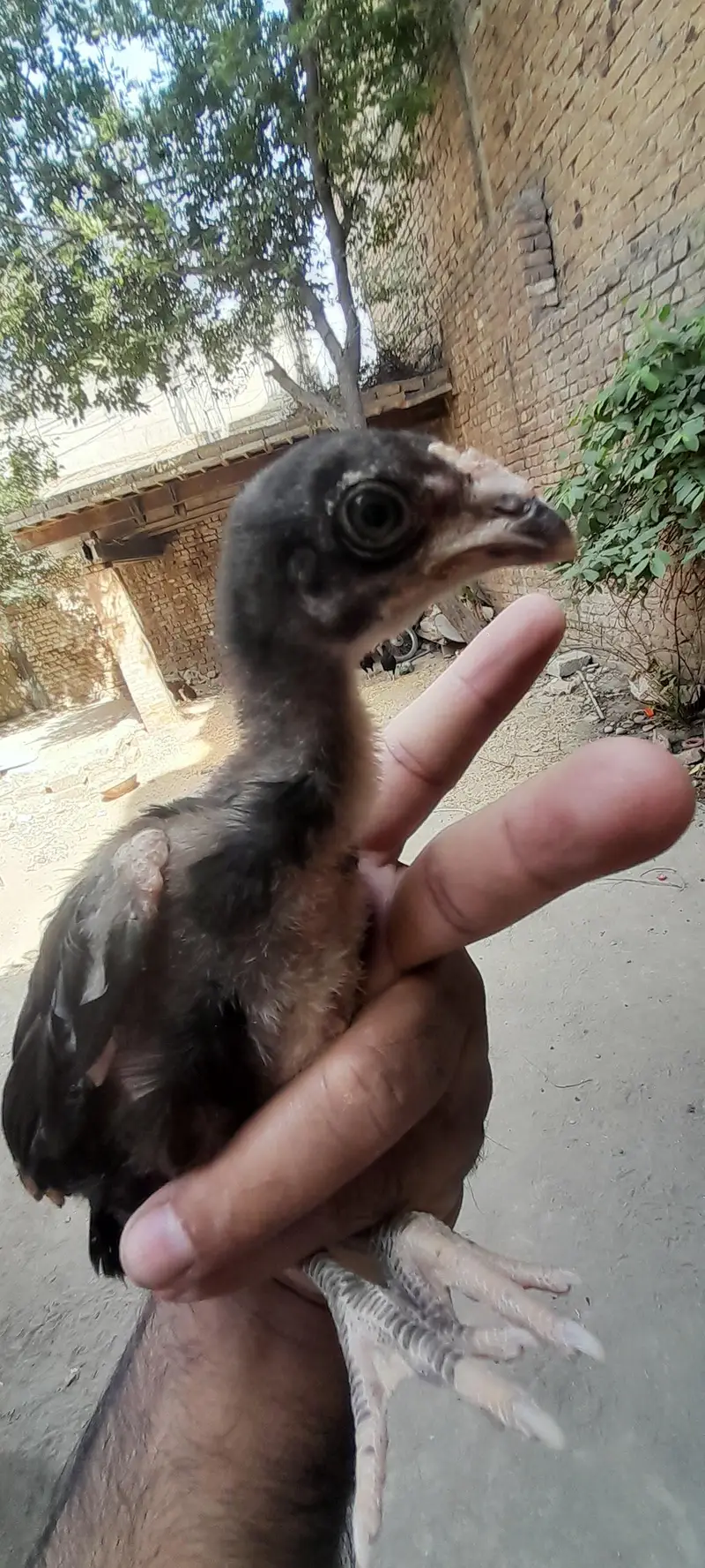 mushki madi with strong active male kid — photo 2