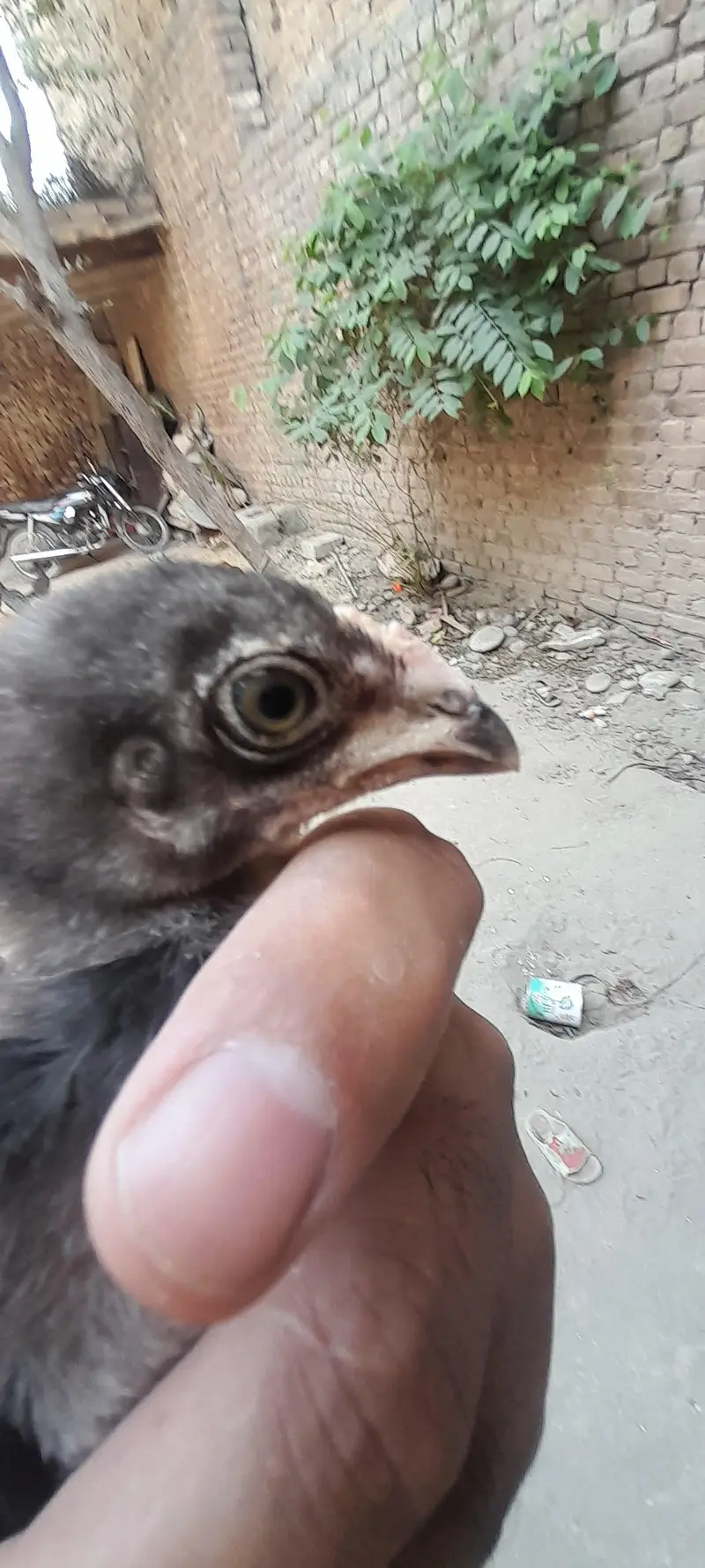 mushki madi with strong active male kid — photo 4