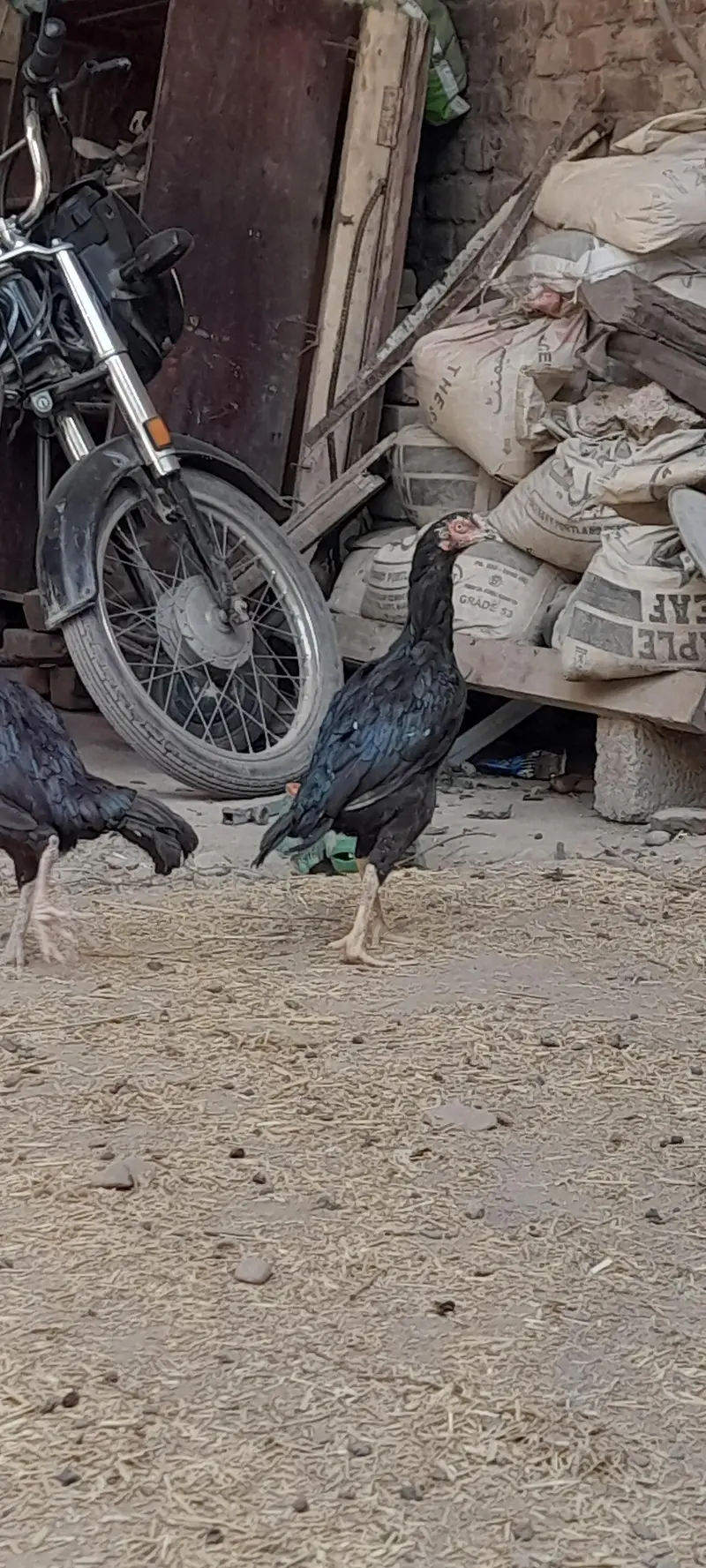 mushki madi with strong active male kid — photo 5