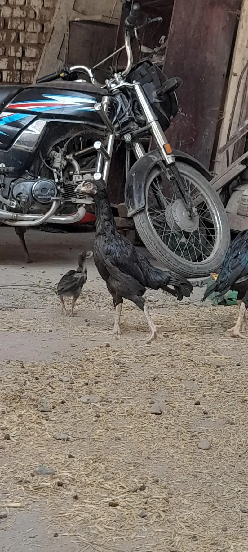 mushki madi with strong active male kid — photo 6