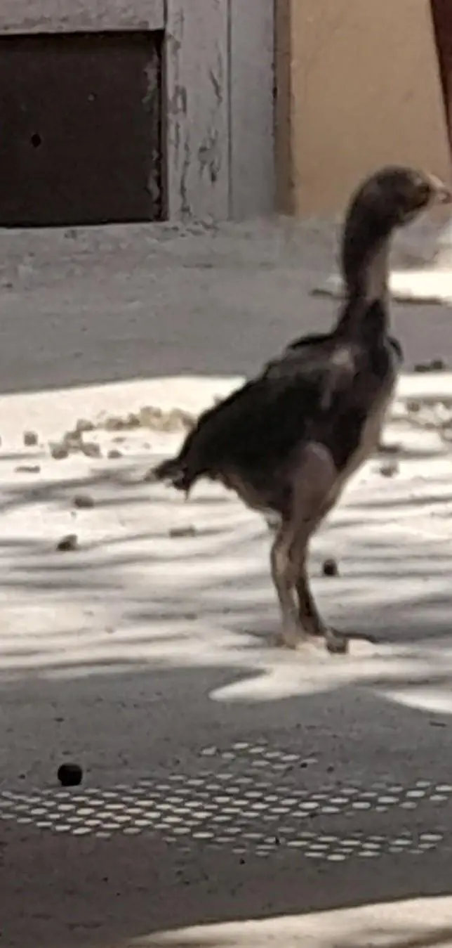 mushki madi with strong active male kid — photo 8
